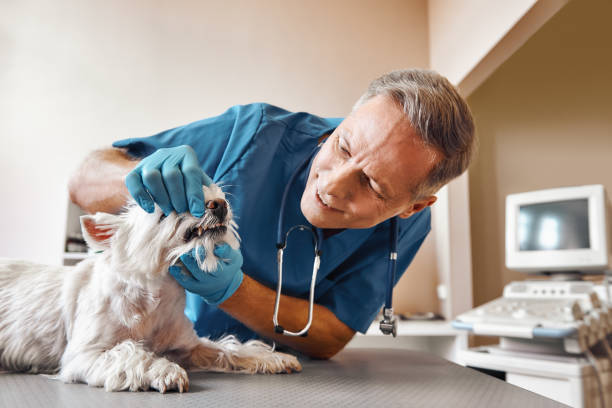 Best 24-Hour Emergency Dentist in Centreville, MS